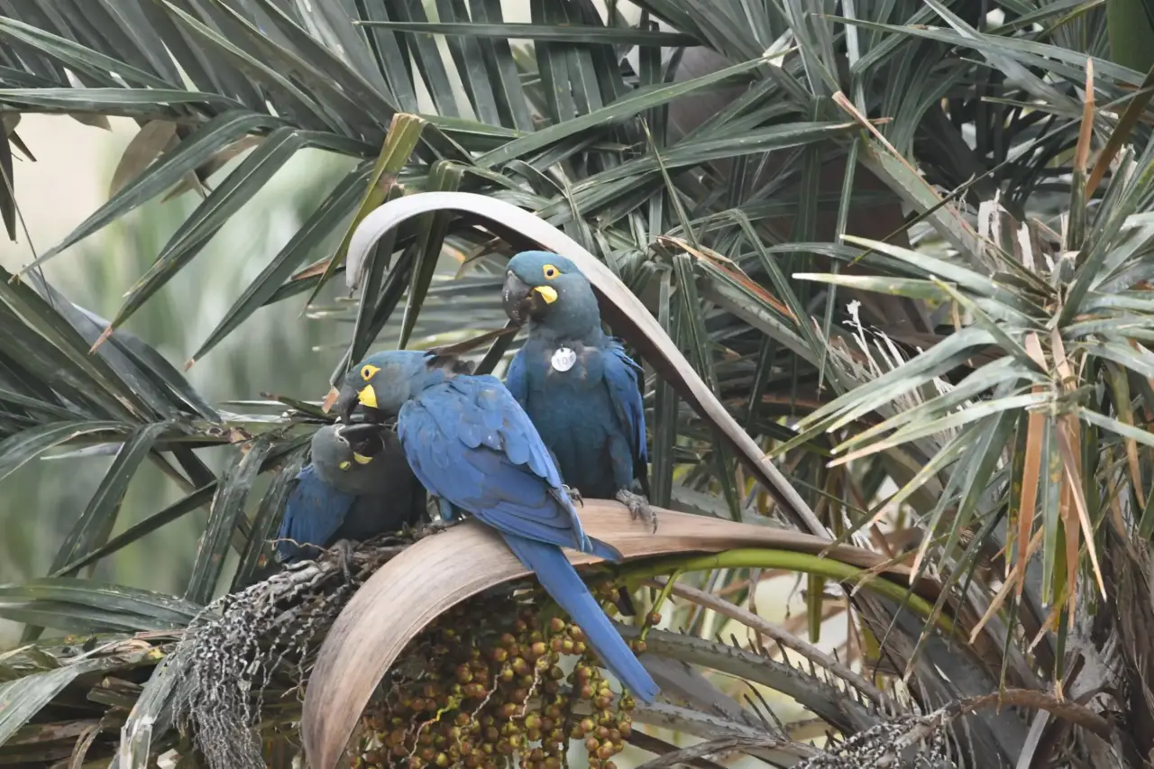 Loro Parque Fundación achieves a new milestone in the reintroduction of the Lear's Macaw in Brazil img#1